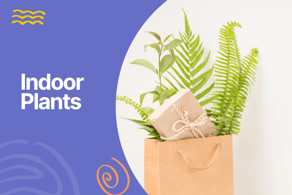 Indoor Plants